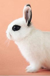 《牧场物语Welcome！美丽人生》海外版 明年夏季上线